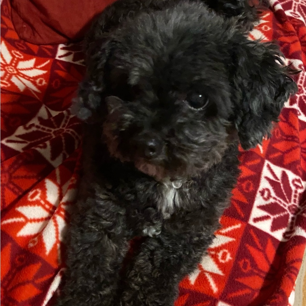 Meet your Posher, Mesheel